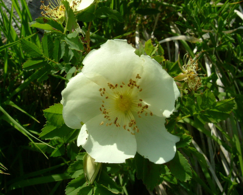 Rosa spinosissima / Rosa di macchia